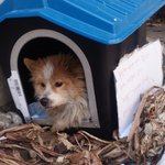 유기견 길돌이 치료 잘 받고 있어요 ~