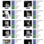 펌)인천보호소)) 여러분 이 아이들을 살려주세요 !! ㅠㅠ