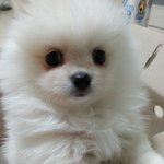 제사랑 호야예요 ㅎㅎ