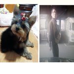 4월3일날 3개월된 <b>요키</b>아가 데리고 가신분 찾아요..