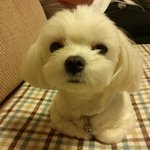 <b>식빵</b>을 구워 보개!