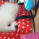 우리집 포돌이를 소개 함돠