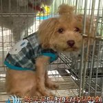이제 <b>며칠</b>안에 안락사 될 아이에요.. 한번만 관심 가져주세요..