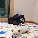 자<b>유로</b>에 버려진 강아지가 엄마를 찾아요!