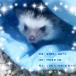 고상전 혹은 또치