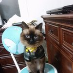 우리 러블리냥이들을 소개합니다!