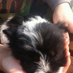 귀요미 <b>대회</b> 있으면 니가 우승 (<b>끝</b>)