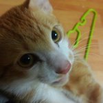 고양이 키우실분 계시나요?