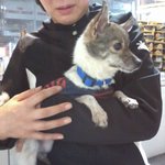 철거촌에서 구조한 믹스견 여우예요.