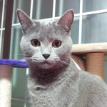 우리<b>집</b> 이쁜<b>이</b>들  진고크림  스코티쉬폴드입니다~