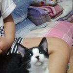제친구가 기르는 고양이 토니예요