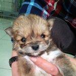 어미없이 포획되어 들어온 <b>꼬물</b>이들 새가족찾아요.