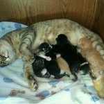 아기고양이 분양합니다.