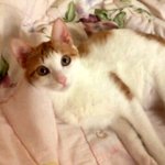 고양이 <b>사료</b> 문제 조언좀 부탁드려요