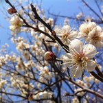 따스한 봄이 왔어요! 벚꽃축제가 어디서 하는지 알아볼까요?