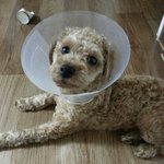 푸들판 종결자 :-)  <b>보리</b>보리박보리