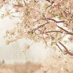 벚꽃축제의 계절이 돌아왔어요 ~ 수수커플과 벚꽃놀이가요^^*