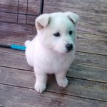 어느날! 갑자기 우리집에 나타난 <b>말썽</b>쟁이 우백이일상!