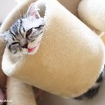 유봉이네 냥시리즈(유봉이네판)