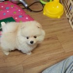 크림<b>포</b><b>메</b> "꼬나"인사드려용