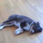 꽃보다 <b>루리</b> (미니오스트레일리안 쉐퍼드) -6탄-