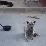 잘생긴 백구 ㅋ 벚꽃놀이감 ㅋ