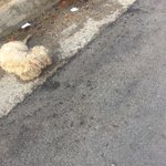 우리이뿐 금순이이야기