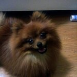 7탄 산도(<b>포메</b>) 성장 스토리