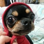 나름 치와와 우동군.!!!!