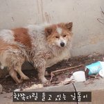 유기견 길돌이와 고양이 <b>깜냥</b>이 입양가게 되었어요~