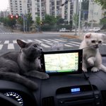 짱짱짱!이쁜 진고랑크림이~~왓읍니다 ㅋ