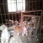 어둠속에서 죽어가던 아이들입니다.(서명부탁드립니다)