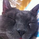 <b>러블</b>냥) 오줌싸개 만두 이야기