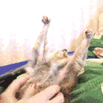 <b>라바</b>의 무서운 이야기(단편) 34