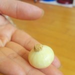 이건 마늘인가여 양파인<b>가여</b>.....;;