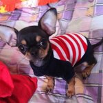 나름 치와와 우동군!!!2