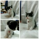 귀요미 일곱 아깨이들의 평생 가족을 찾습니다~