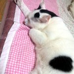 [냥판]<b>대두</b>김용배의 춘곤증은 힘들어용...