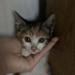 냥냥이의 첫날  ^--^