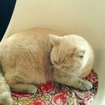 자주가는 카페 <b>주인님</b>의 고양이