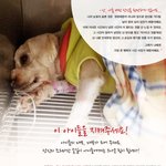 사진有) 사람이 외면하면 그냥 앉아서 굶어죽는 아이들입니다..도와주세요