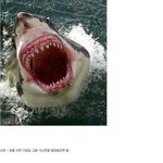 누구나 할수있는 쉬운 동물 <b>제압</b>법