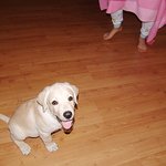 6 탄!!!  사랑스러운 래브라도 리트리버 디노 (스압주의!!!)