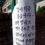 강남삼성동 말티즈남아주인을 찾아드렸습니다!!