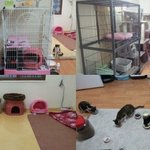 (^^*) 천안 쉼터에서 소중한 <b>묘연</b>을 만나시길 바래요