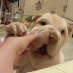 샤페이 코골이 김봉구씨 2번째이야기