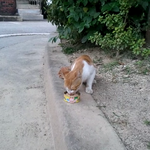 <b>집</b> 근처에 길냥이 <b>한</b>마리잇었는데