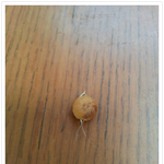 <b>불량</b>식품 빅스타 벌레