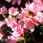 <b>외근</b>많은 저..꽃가루 알레르기 어쩌면 좋을까요