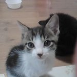 [냥판] <b>아리</b> 입양했어요